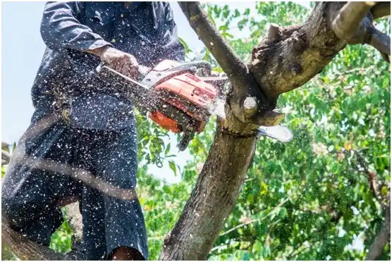 tree services Dalzell